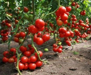 Посадка и выращивание помидоров в теплице: обзор технологии от А до Я