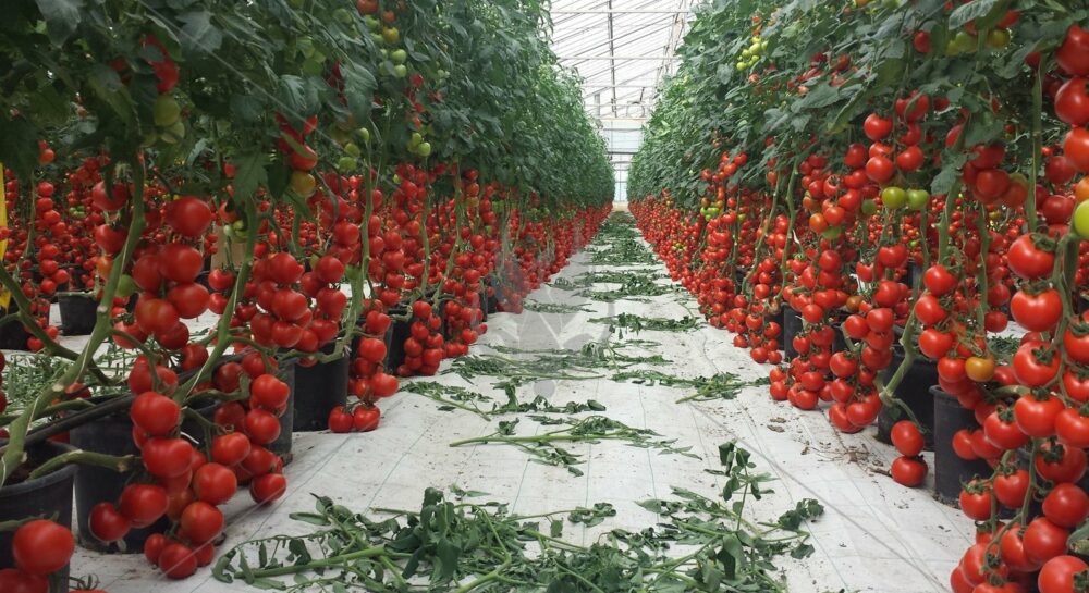 Выращивание помидор в теплице из поликарбоната